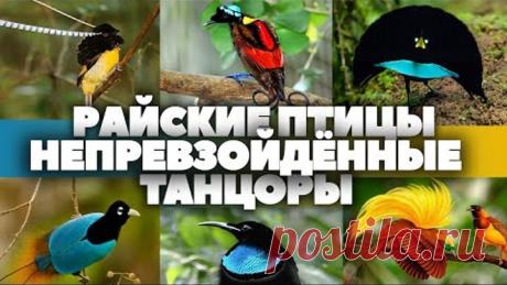 РАЙСКИЕ ПТИЦЫ НЕПРЕВЗОЙДЁННЫЕ ТАНЦОРЫ