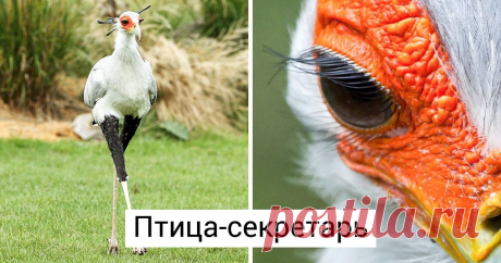 18 птиц, чей внешний вид производит ошеломляющий эффект Должно быть, создавая птиц, природа творила с особой фантазией, ведь именно их можно встретить практически любого цвета, размера и c различными особенностями. Науке известно 18 000 видов ныне живущих птиц, и какое счастье, что благодаря современным технологиям и неутомимым фотографам мы можем лицезреть такую красоту не выходя из дома.