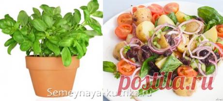 ЗЕЛЕНЬ на подоконнике — как вырастить съедобные травы дома. | Семейная Кучка