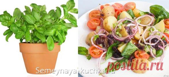 ЗЕЛЕНЬ на подоконнике — как вырастить съедобные травы дома. | Семейная Кучка