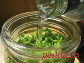 Настойка каланхоэ на водке: применение при варикозе, рецепты, отзывы