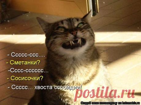 котоматрица: 155 тыс изображений найдено в Яндекс.Картинках