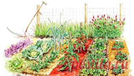 BILJKA BILJKU TRAŽI... SLAGANJE BILJKI U BAŠTI