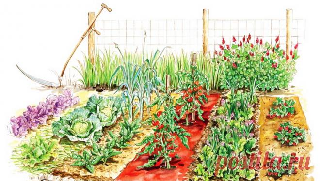 BILJKA BILJKU TRAŽI... SLAGANJE BILJKI U BAŠTI