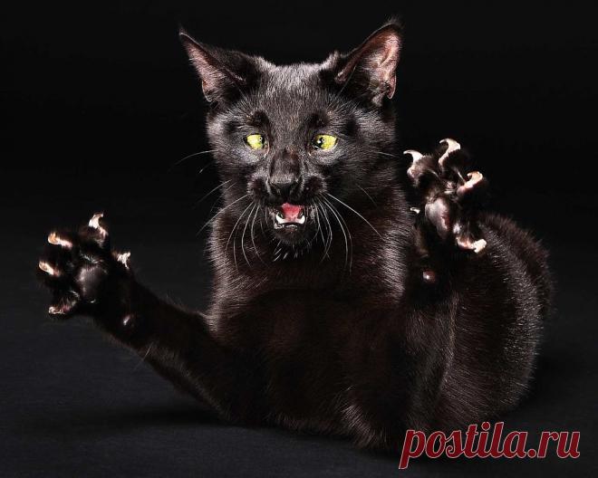 Обожаю зверят.