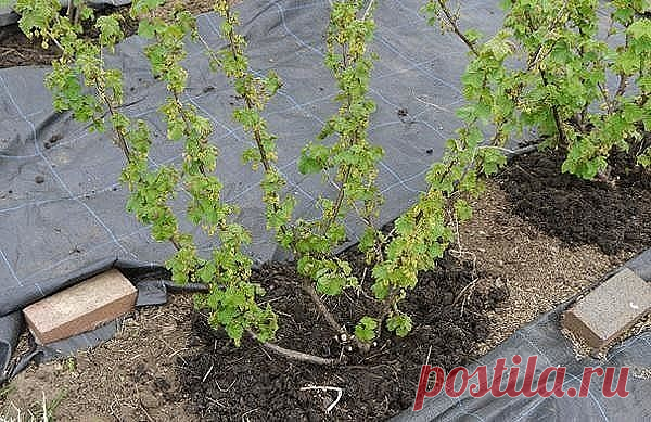 ЧТО НУЖНО СДЕЛАТЬ ДЛЯ БОГАТОГО УРОЖАЯ СМОРОДИНЫ
От него ее ягоды вырастают до размера вишни. Поэтому возьмите за правило не выбрасывать картофельную кожуру, а собирать, сушить и хранить до нужных времен. 
Кстати, очистки отлично сохнут на батарее или просто разложенные в один слой на подоконнике. 
Хранить их лучше в тканевых мешочках. Всю весну и лето закапывайте сухие картофельные очистки под кусты или заваривайте их кипятком, и остуженный отвар используйте для полива смо...