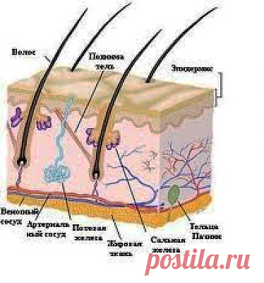 Кожа человека. Секреты ее нежности и долголетия. Часть I |