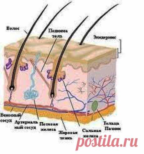 Кожа человека. Секреты ее нежности и долголетия. Часть I |