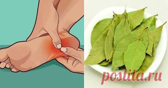 ЛАВРОВЫЙ ЛИСТ ПОМОЖЕТ БОЛЬНЫМ НОГАМ
Хороший рецепт для пожилых людей, у которых в старости начинают болеть ноги. Это может быть как из-за атеросклероза артерий, так и от воспаления мышц.
Купите в магазине три пачки лаврового листа. В первый день одну пачку всыпьте в десятилитровое ведро, вскипятите, дайте настояться и, как только вода остынет, чтобы ноги терпели, попарьте их минут 20.
Затем наденьте шерстяные носки. Воду не выливайте.
На второй день в это же ведро всыпьте следующую пачку лав