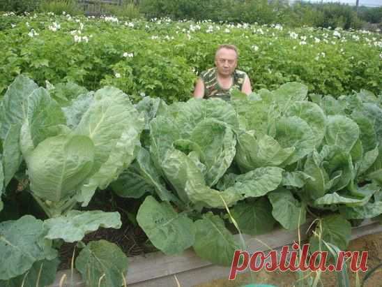 как повысить урожай