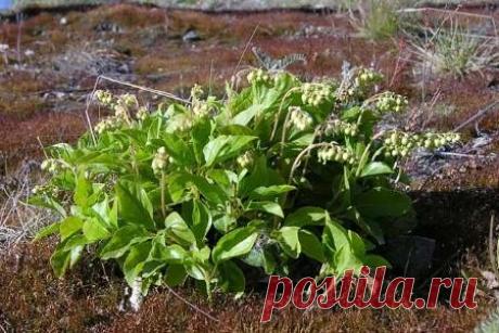 Полезные растения: боровая матка и красная щетка