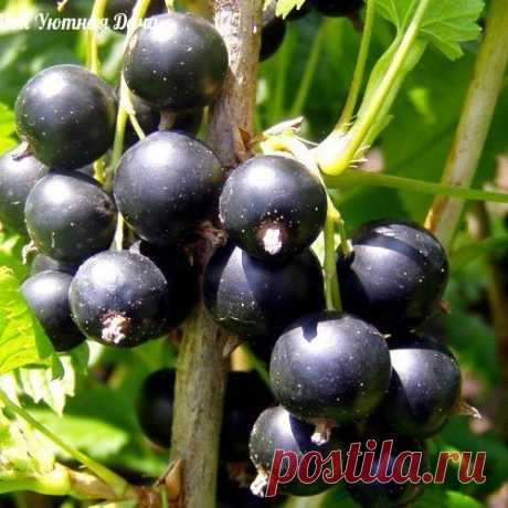 КАК СДЕЛАТЬ СМОРОДИНКУ КРУПНОЙ ДА ВКУСНОЙ