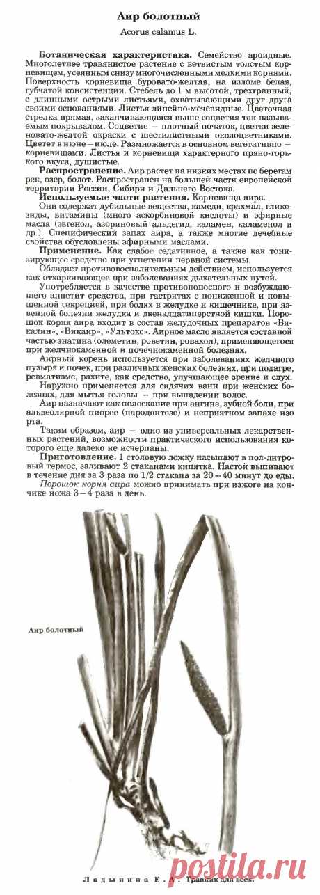 Аир болотный