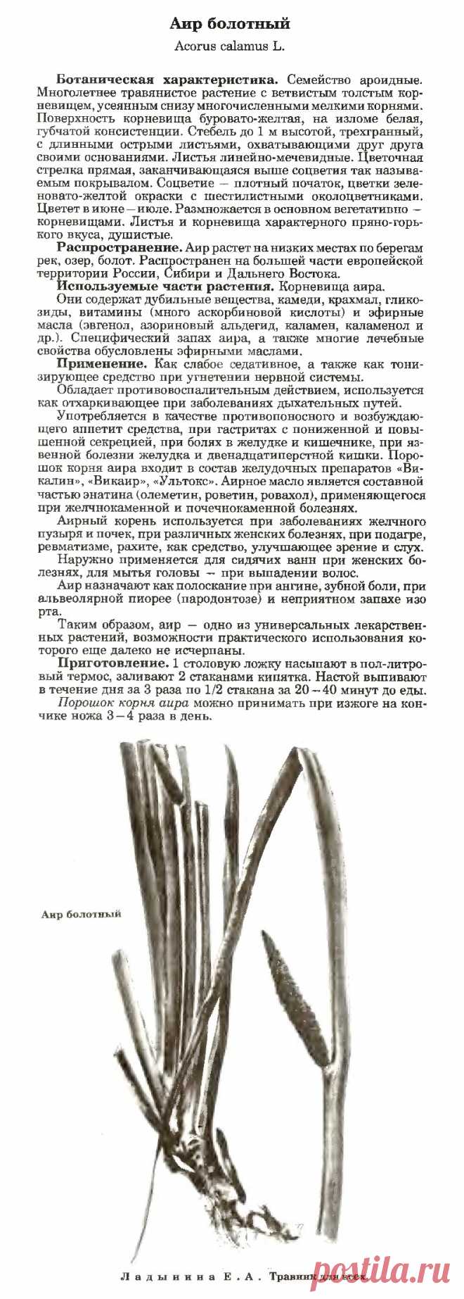 Аир болотный