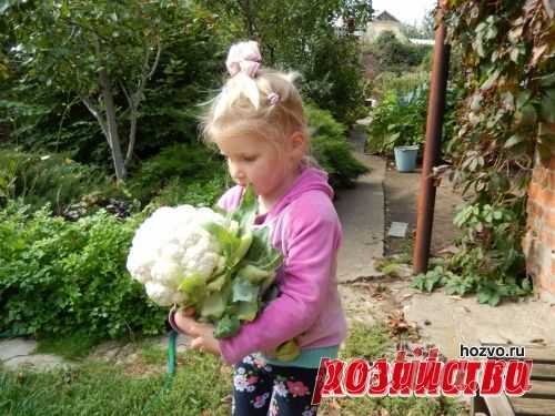 Капризная цветная капуста