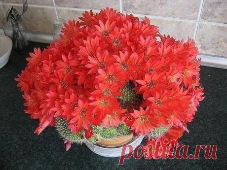 Обалдеть! Вот это кактус!

 Сад, дача, огород  Советы и рецепты - присоединяйтесь!