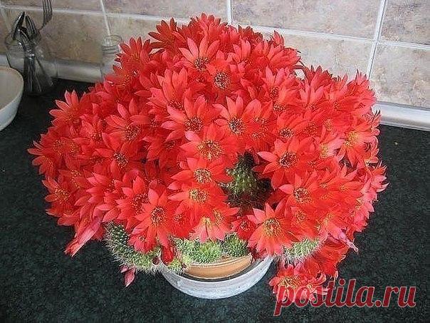 Обалдеть! Вот это кактус!

 Сад, дача, огород  Советы и рецепты - присоединяйтесь!