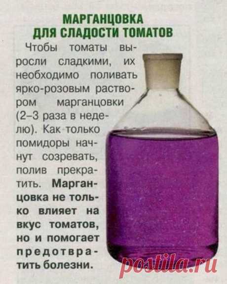 Марганцовка для сладости томатов