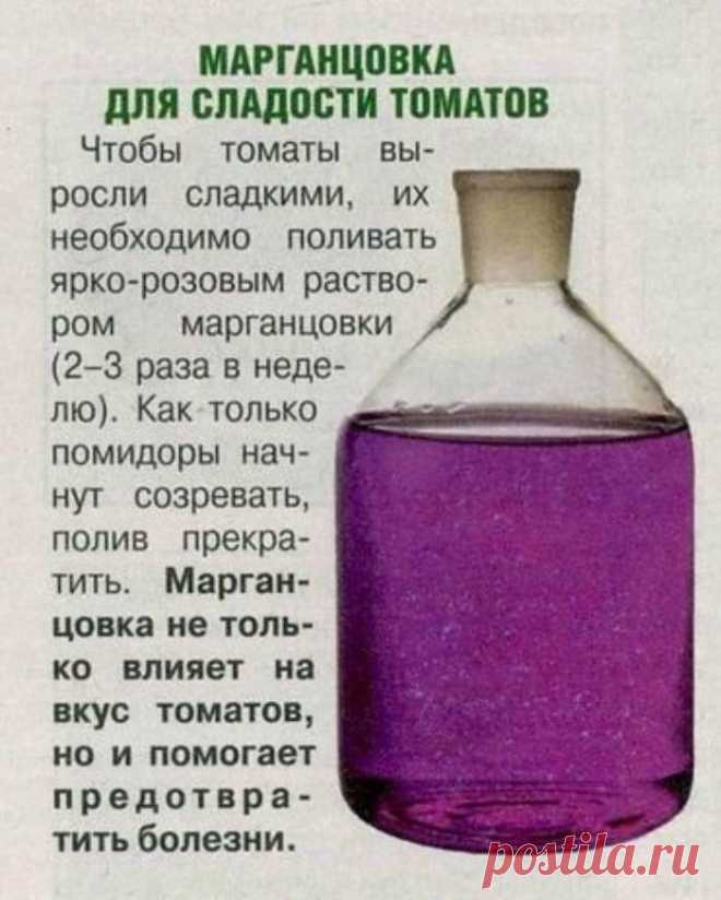 Марганцовка для сладости томатов