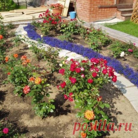 Самые неприхотливые цветы для «ленивого» сада - МирТесен