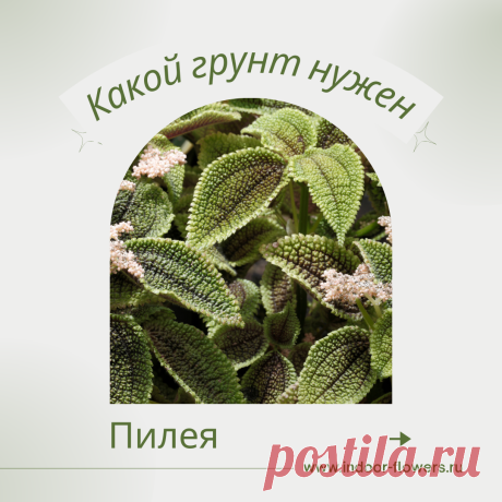 Пилея. Какой грунт нужен? Интересуетесь Пилея. Какой грунт нужен? ? Узнайте о разнообразных представителях этого вида, их уникальных особенностях и преимуществах. Получите полезные советы по уходу за Пилея. Какой грунт нужен? в домашних условиях, включая требования к освещению, поливу, температуре и влажности.