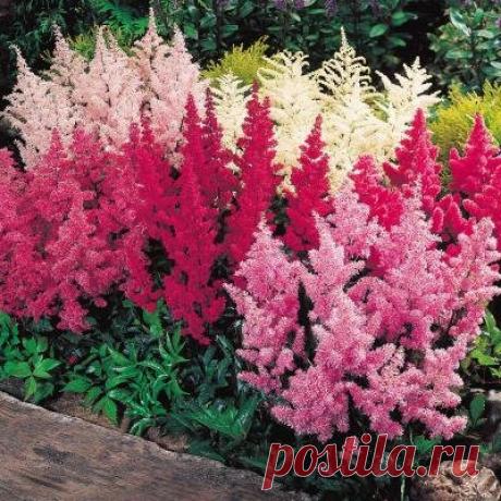 Цветы астильбы и её размножение