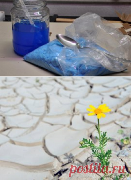 9 садовых цветов, которые можно вообще не поливать | Дизайн участка (Огород.ru)