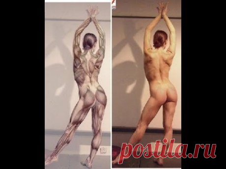 Анатомия для массажистов. Школа Адаптивного массажа. Занятие 1 часть 2. - YouTube