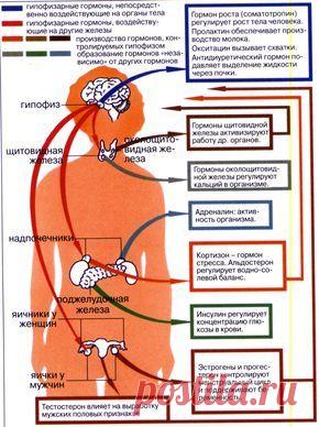 Гормоны и их роль