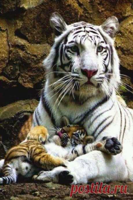 (98) Facebook