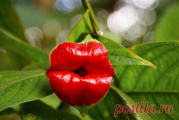 Как шутит природа. Прикольные растения.....