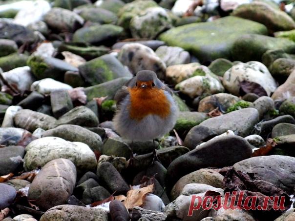 Ну очень грозная зарянка 🐥 Фото – Светлана Многогрешнова: nat-geo.ru/community/user/213821/