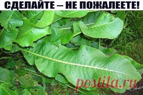Лечение листьями хрена.