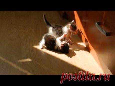 Домашние котята видео. Котята играют. Наши найдёныши :) - YouTube. Отдадим в добрые руки :)