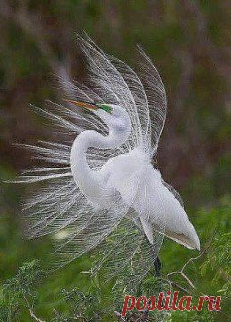 Господи, какую красоту Ты сотворил!!!! Большая Белая цапля... будто невеста в убранстве