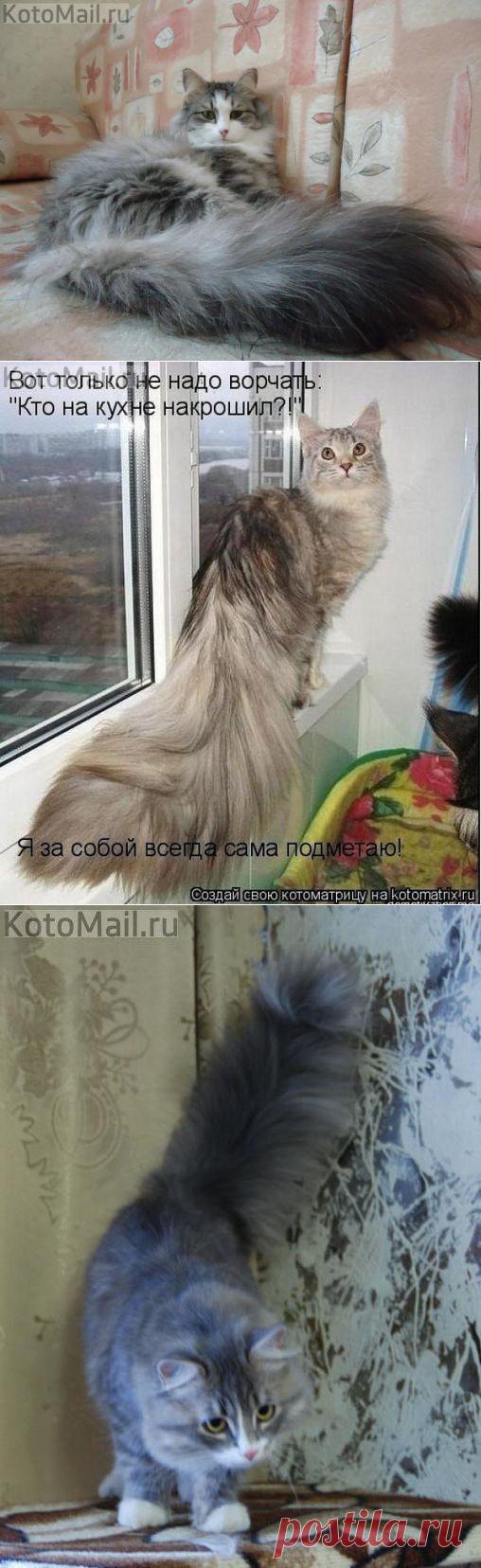 Хвост - моя гордость | KotoMail.ru