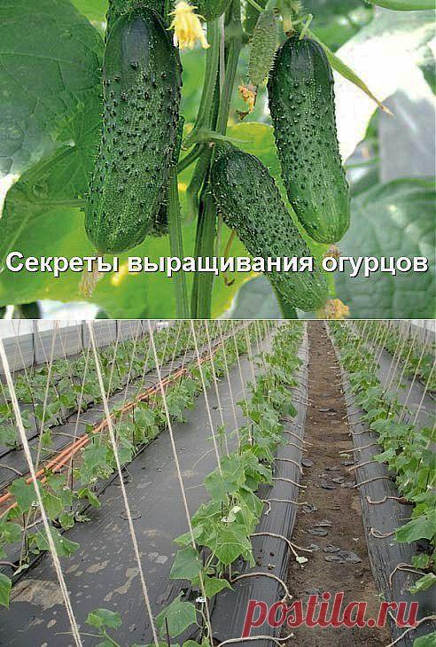 Огурцы на плёнке - этот способ увеличит ваш урожай в разы!.