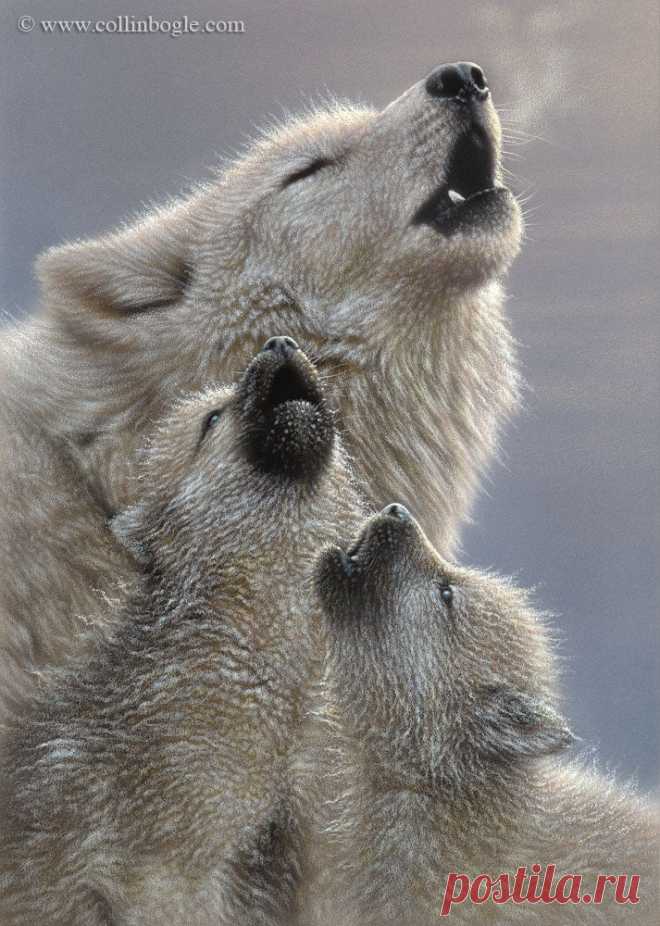 Singing Lessons - Wolf Pups Painting, Hand Signed Art Print by Collin Bogle – Collin Bogle Nature Art