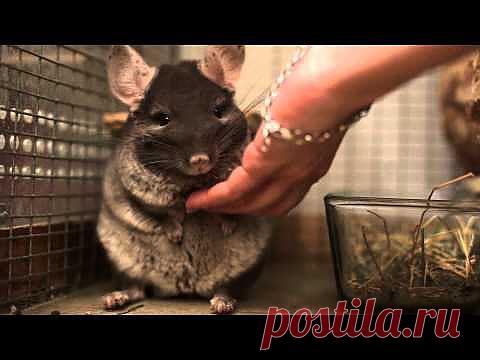 Клетка для шиншиллы | Грызунчик