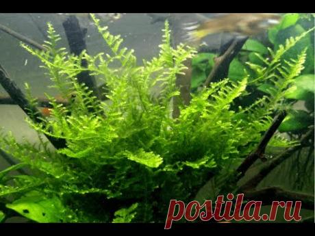 Укоренение растений в яванском мхе (Rooting plants in Javanese moss)