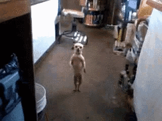 Dogs Dancing GIF - Dogs Dancing - Discover & Share GIFs