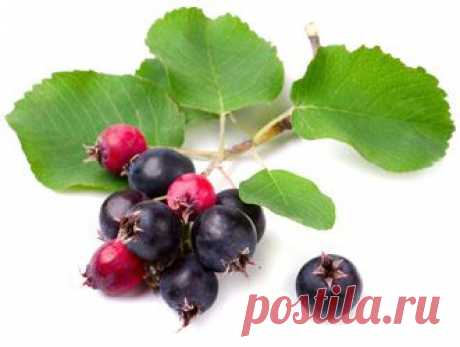 Ирга - Полезные и опасные свойства ирги