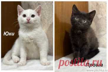 Котята мальчики Юки и Проша в добрые руки! — животные в дар | Птичка.ру