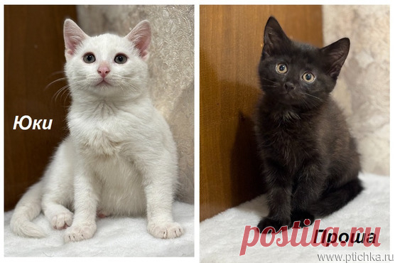 Котята мальчики Юки и Проша в добрые руки! — животные в дар | Птичка.ру