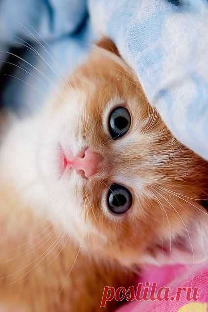 Sweet kitty