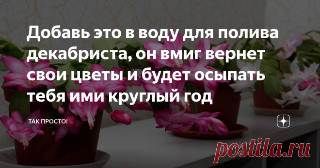 Добавь это в воду для полива декабриста, он вмиг вернет свои цветы и будет осыпать тебя ими круглый год Статья автора «Так Просто!» в Дзене ✍: Декабрист — роскошный цветок, который цветет с конца ноября по январь. Пурпурные, фиолетовые, белые, малиновые, розовые, желтые бутоны — и на фоне снегопада.