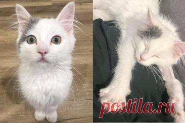 Котёнка с врождённым увеличением сердца спасли из приюта. В заботливой передержке он учится играть, доверять людям и спокойно знакомиться с собаками.