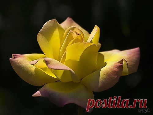 Роза жёлтая подобна утренней звезде.