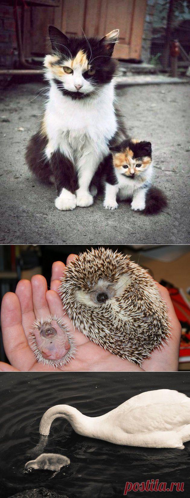 Как  выглядят родительские чувства у различных животных ( 34 фото) | Я так вижу