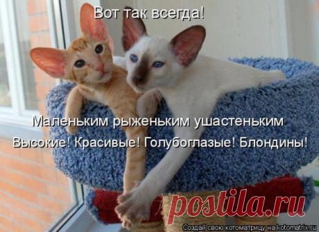 Про любовь (котоматрица)